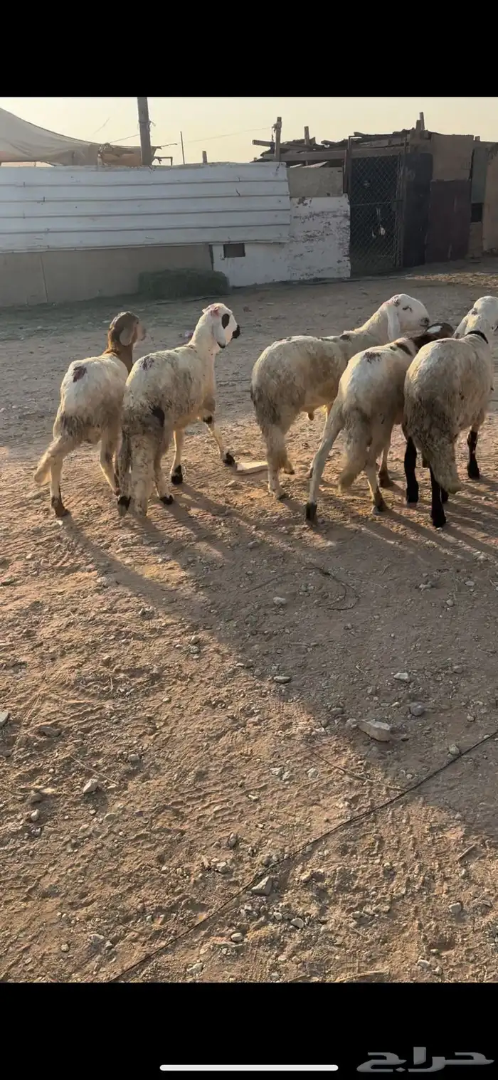 البيع سوكلي العدد 5 جذعان ظهوره حد الغلاق وطعام شعير وبرسيم 3