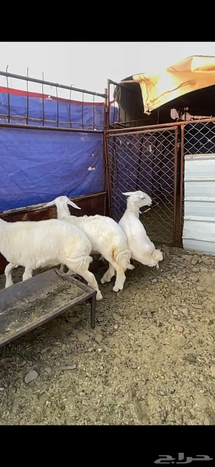 طليان حريه حبص للبيع 7