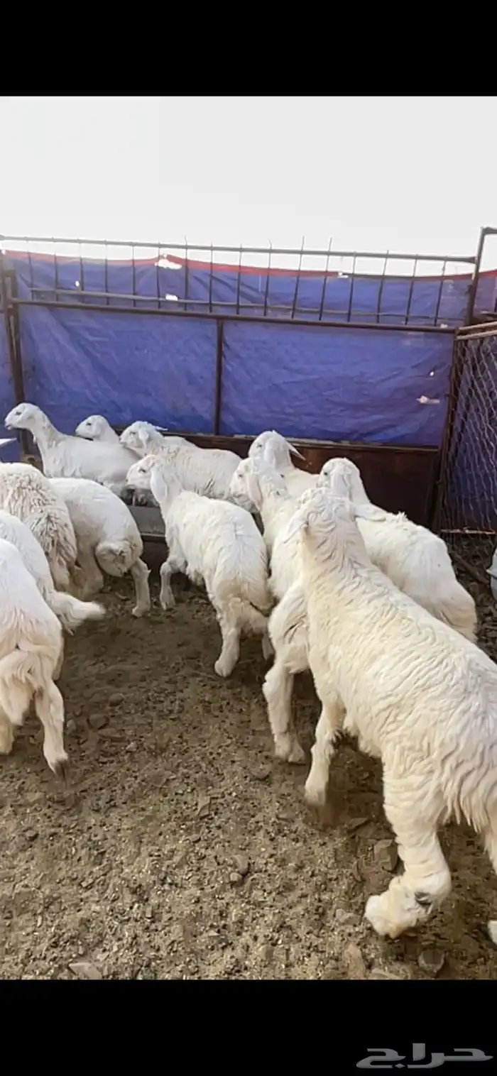 طليان حريه حبص للبيع 2