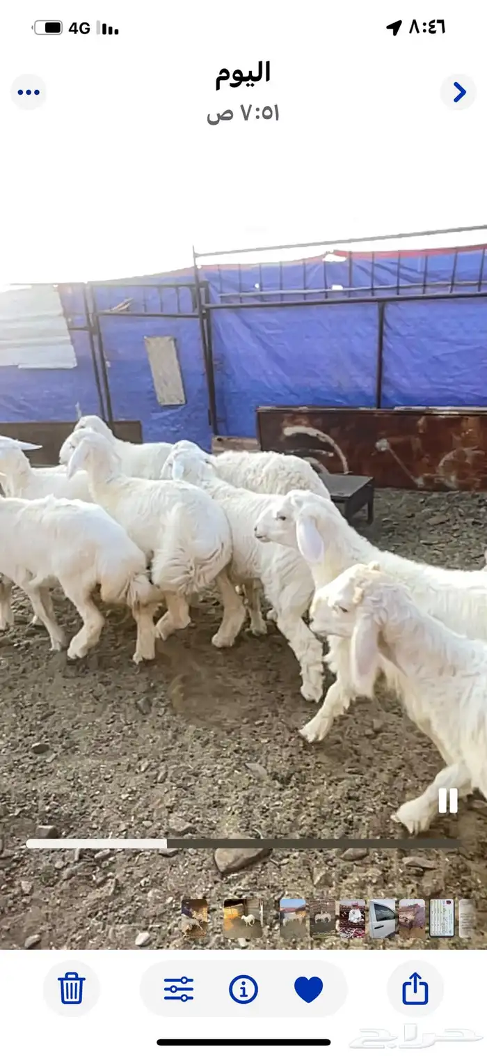 طليان حريه حبص للبيع 10