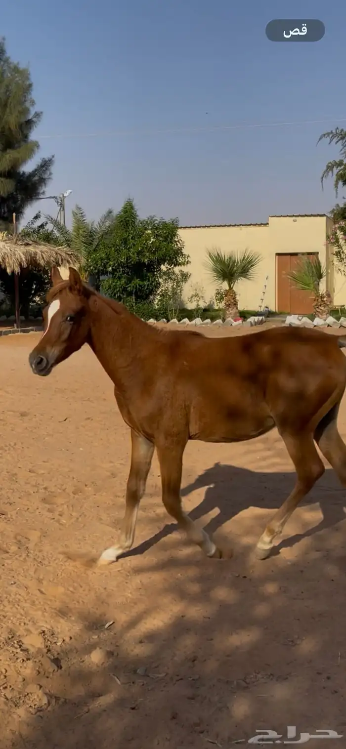 ماشاءالله تبارك الله مهر حفيد أبطال 2