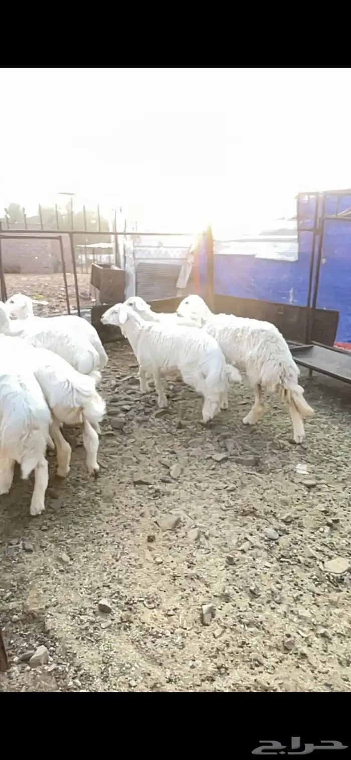 طليان حريه حبص للبيع 3