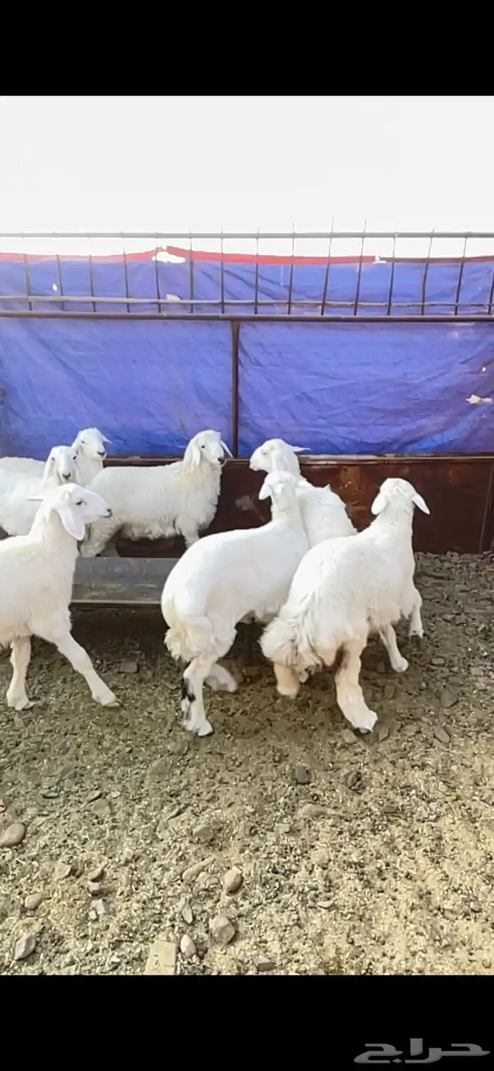 طليان حريه حبص للبيع 5