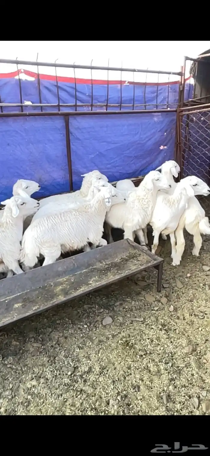 طليان حريه حبص للبيع 6