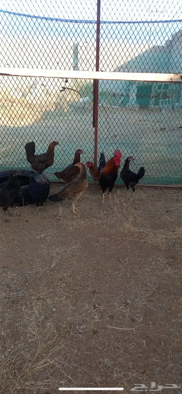 دجاج عربي منتج شرط وحضان ومعه ديك عربي احمر ترثه 3