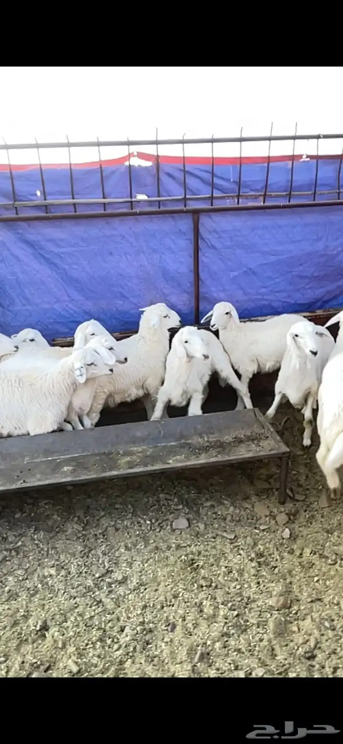 طليان حريه حبص للبيع 0