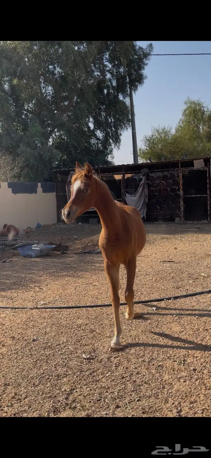 ماشاءالله تبارك الله مهر حفيد أبطال 0