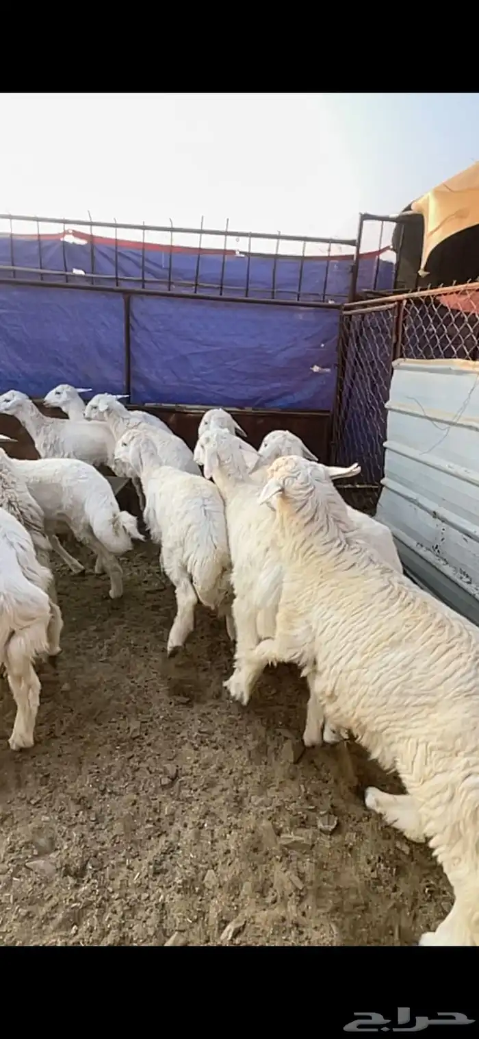 طليان حريه حبص للبيع 8