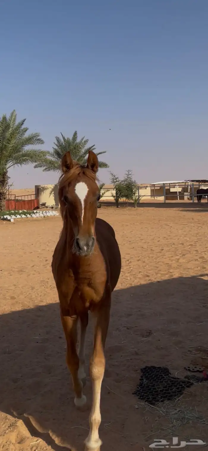 ماشاءالله تبارك الله مهر حفيد أبطال 1