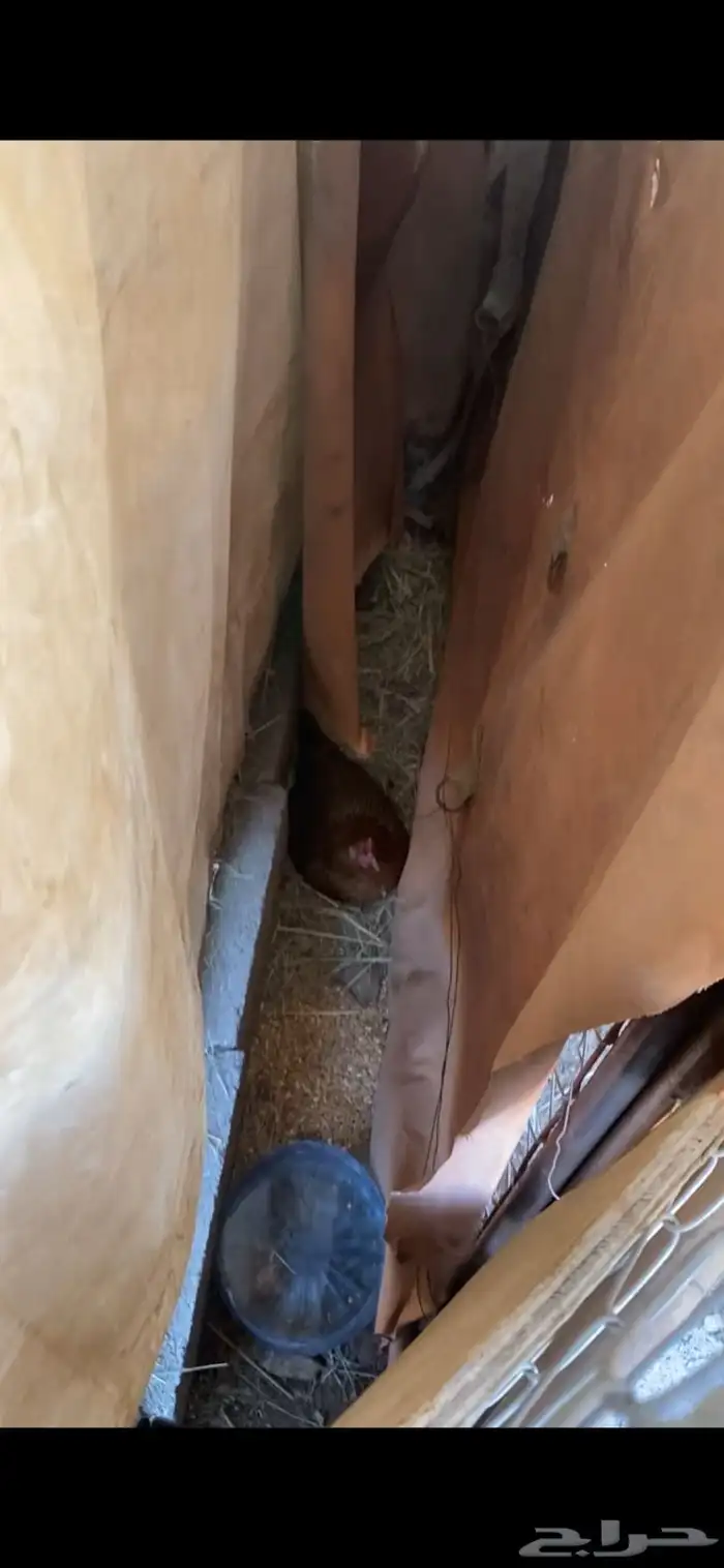 دجاج عربي فرق مضمون العدد 19 مابين ديك ودجاج 9