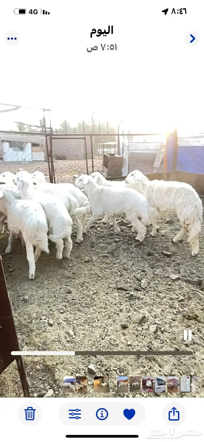 طليان حريه حبص للبيع 11