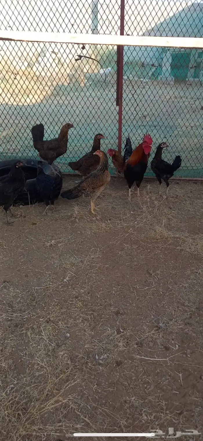 دجاج عربي منتج شرط وحضان ومعه ديك عربي احمر ترثه 0