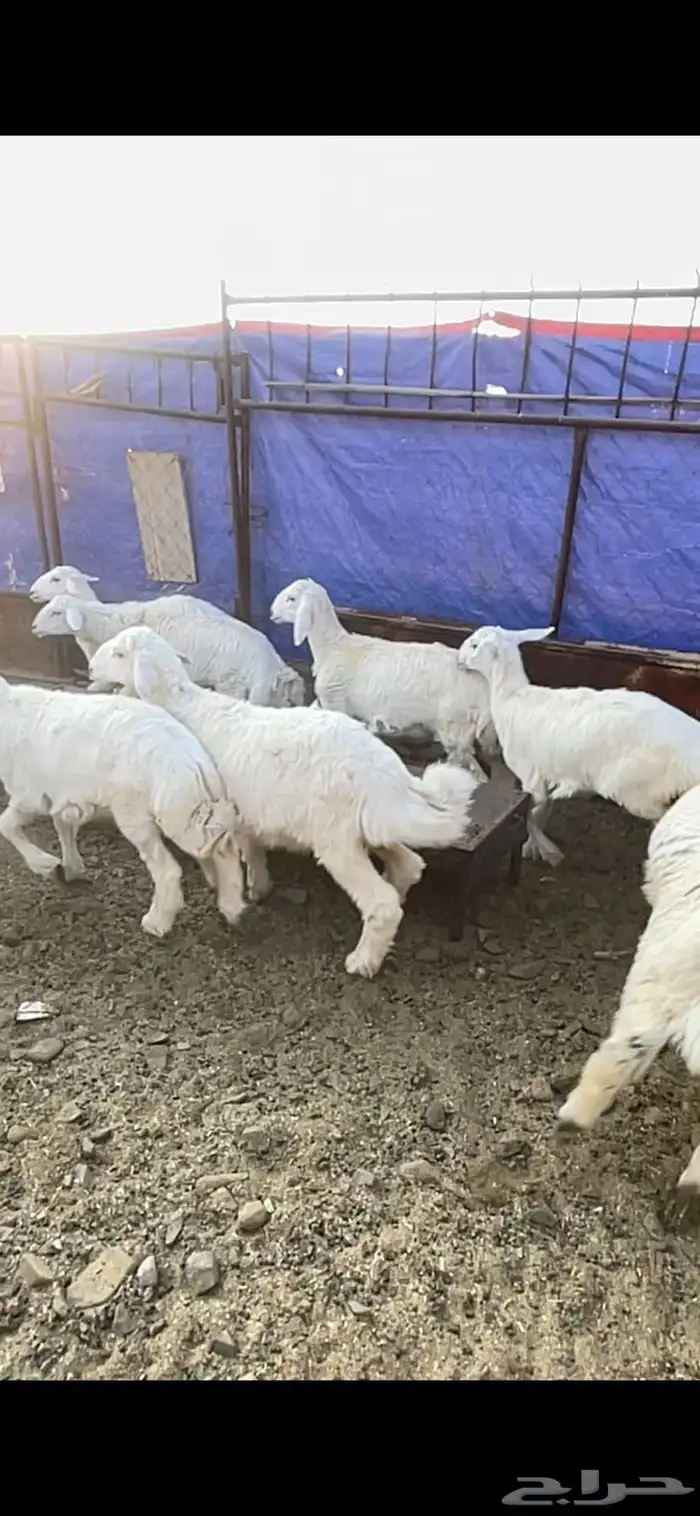 طليان حريه حبص للبيع 9