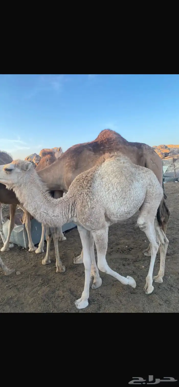 حواشي للبيع 0