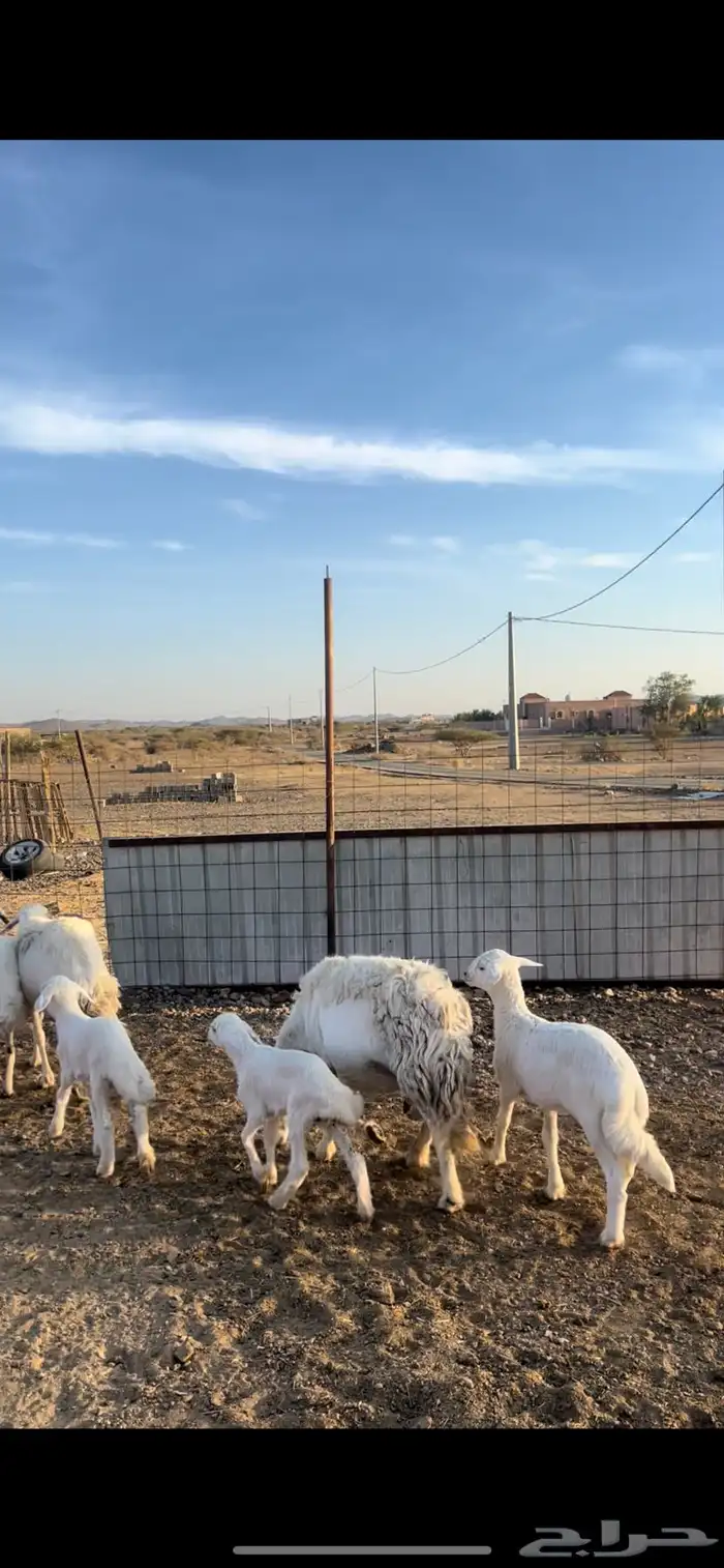 3ضان تحتها 3 بهم 4