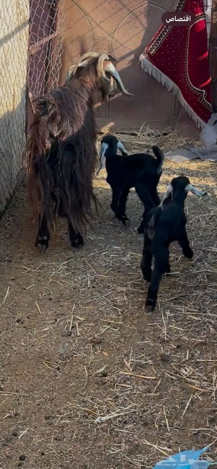 عنز تحتها تيس وجفره روم وديوسه سلم وحليبها مرويه عيالها 0