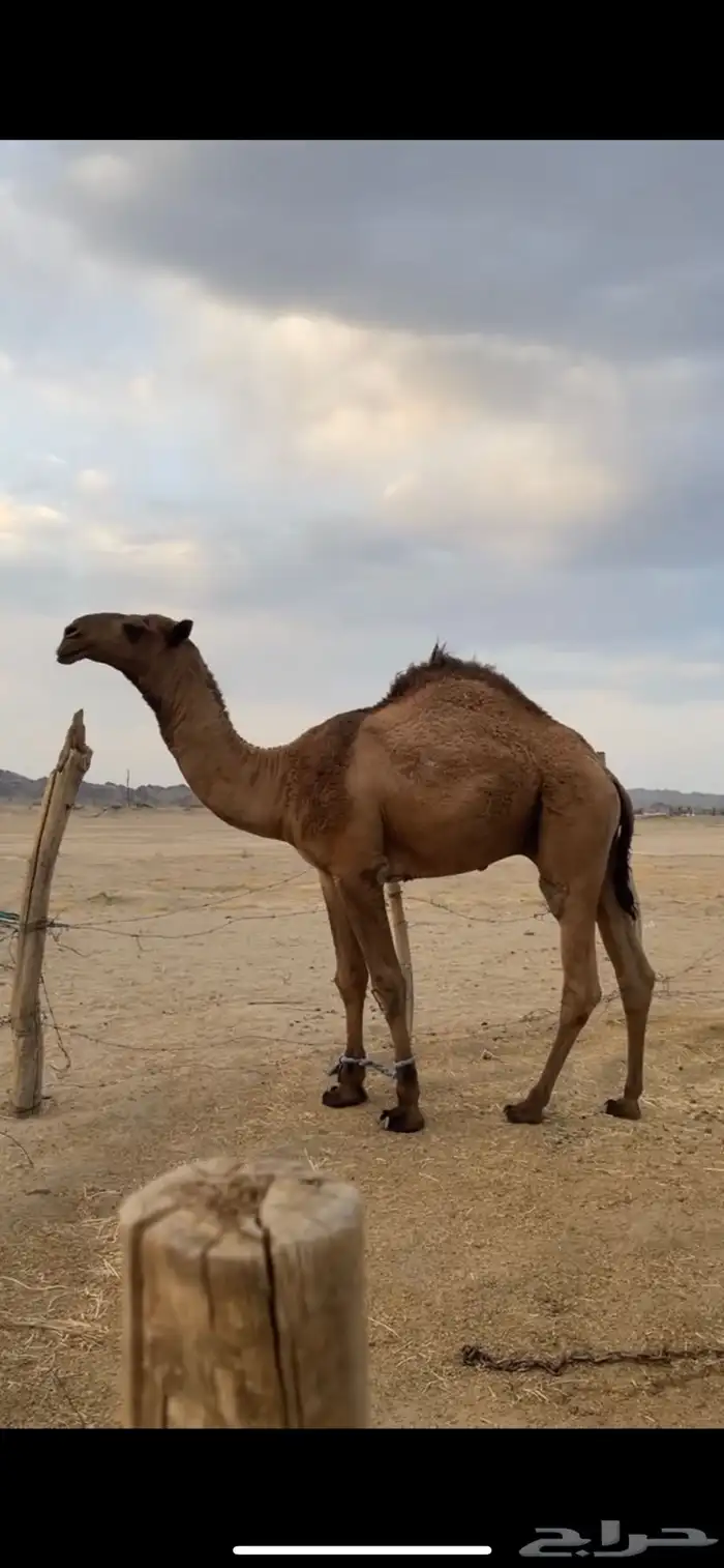 قعود اصفر رماني كفوو 1