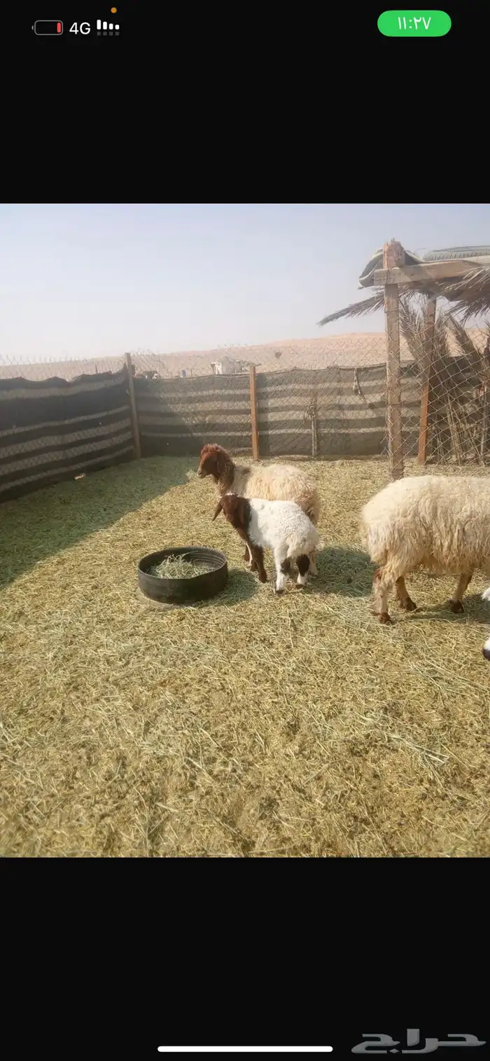 نعيم تحتها طليان 1