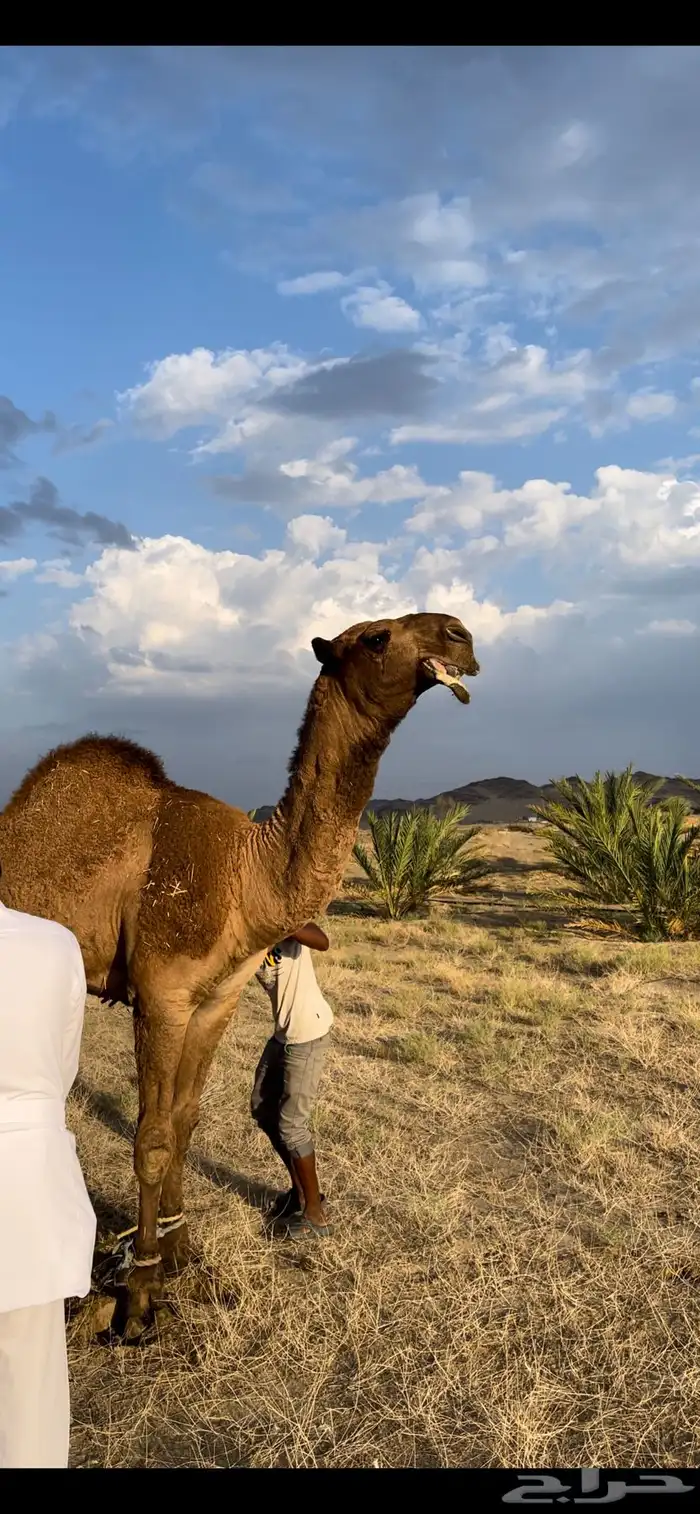 قعود اصفر رماني كفوو 4