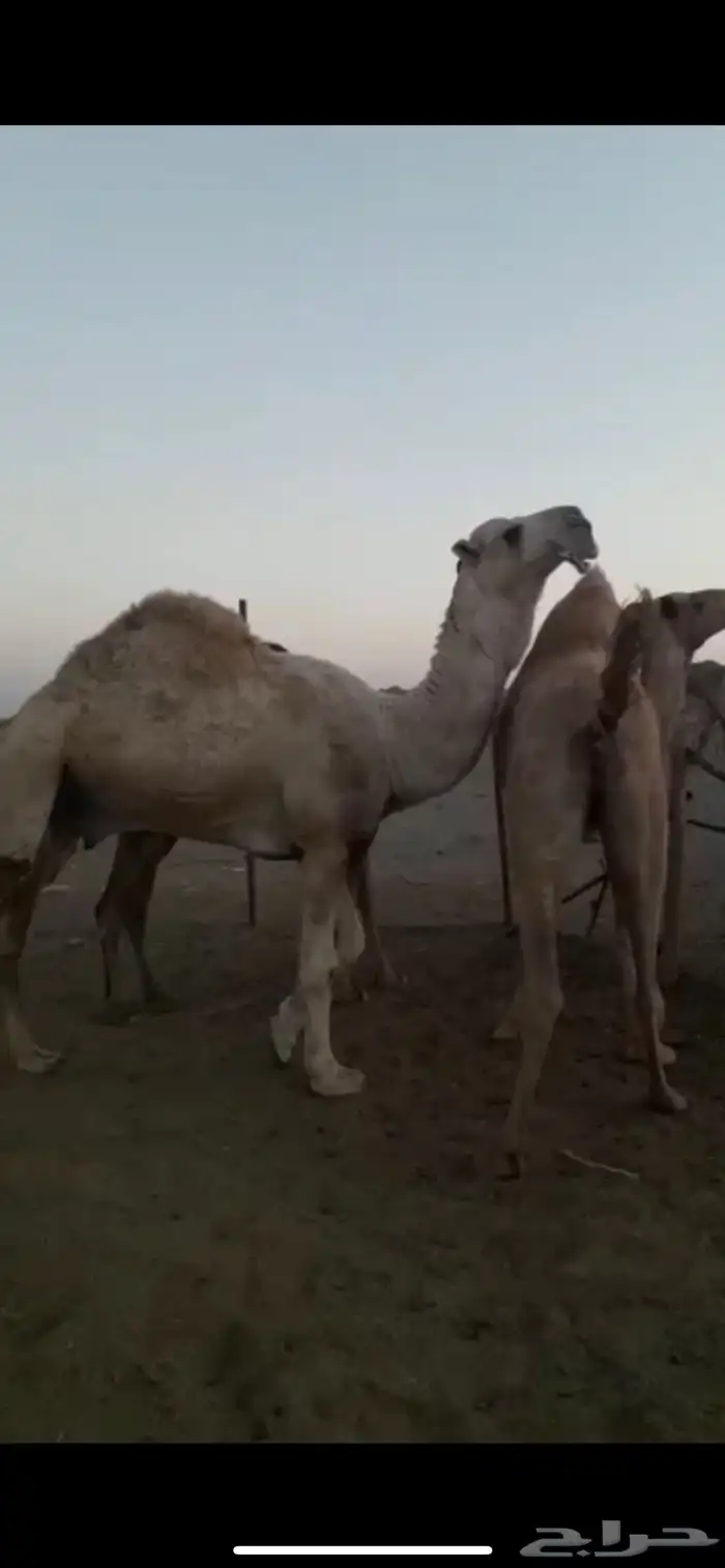 قعود اصفر رماني كفوو 3