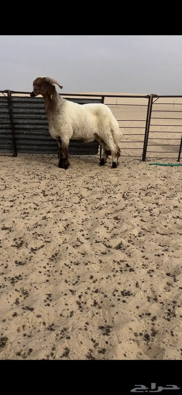 جذع صنف مشروع فحل 0