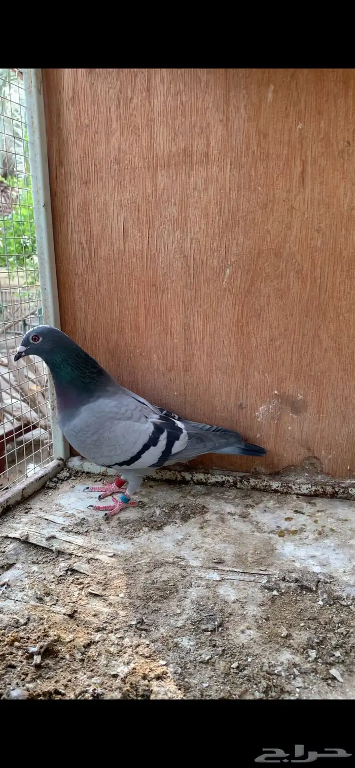 للبيع حمام زاجل سباق 1