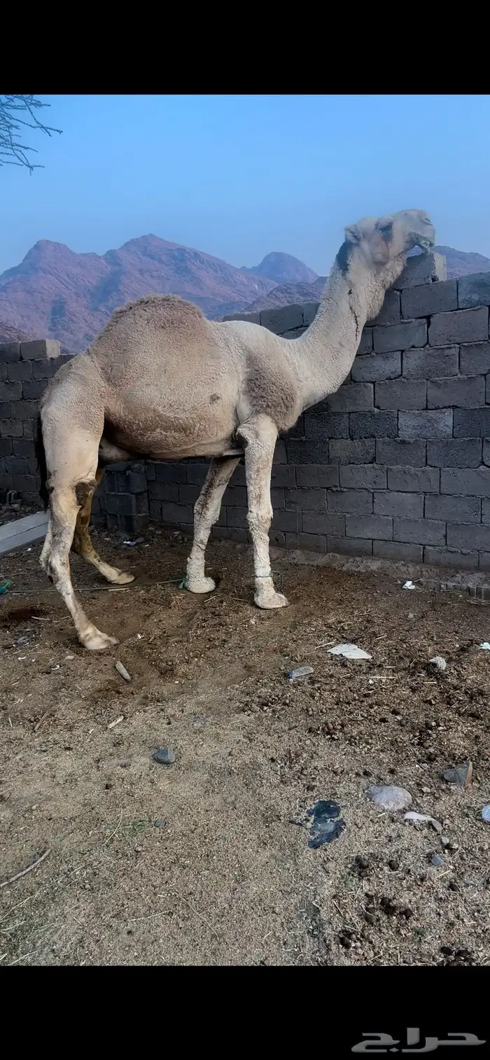 بعير كفوو ومنتج 1