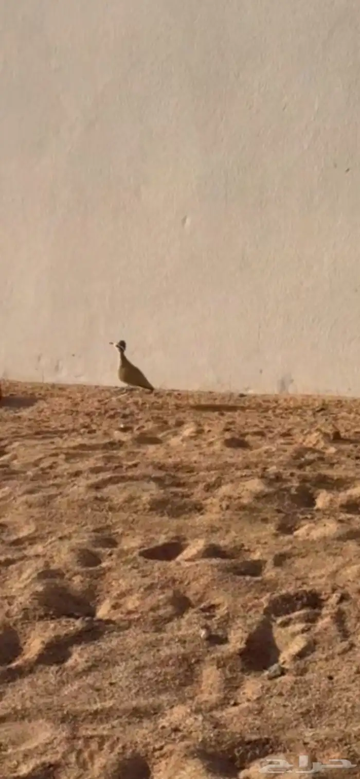 درجه الي عنده محميه يتوصل معي 0