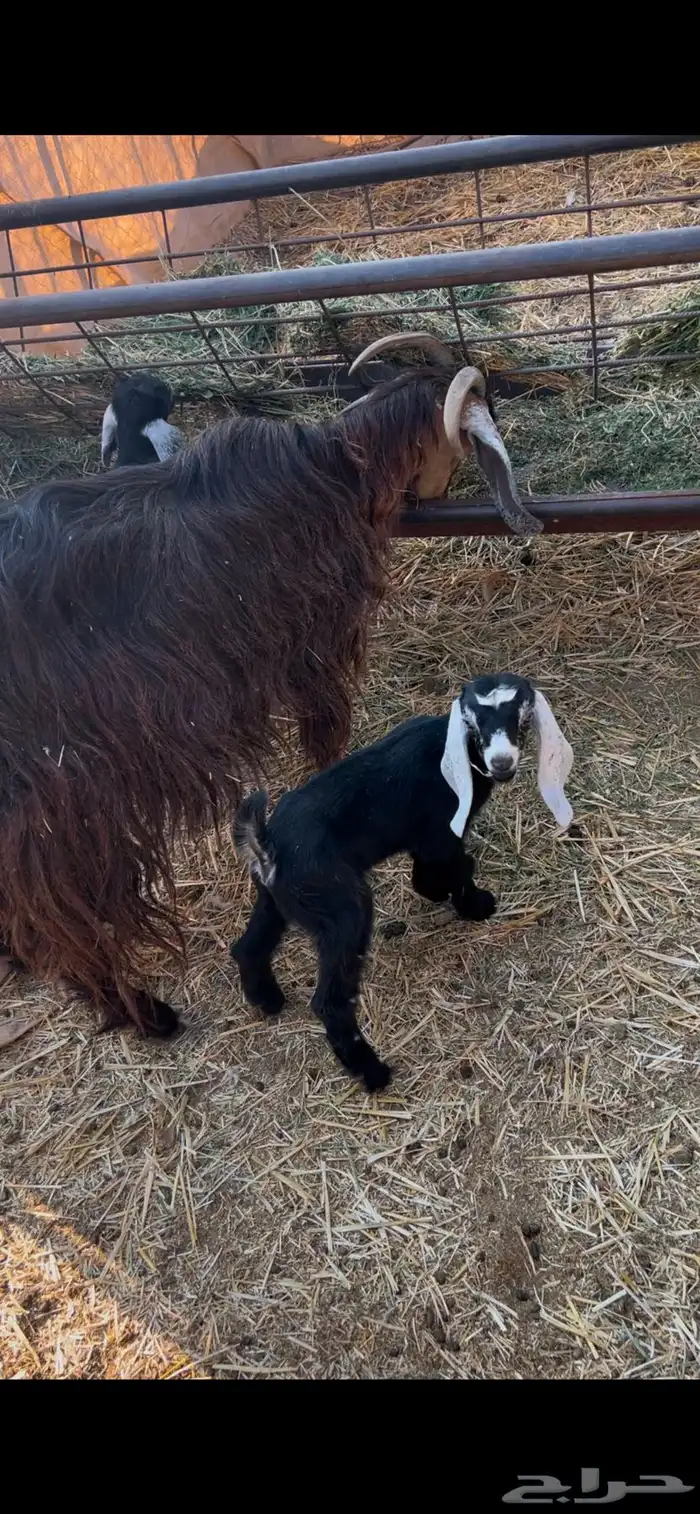 عنز تحتها تيس وجفره روم وديوسه سلم وحليبها مرويه عيالها 2