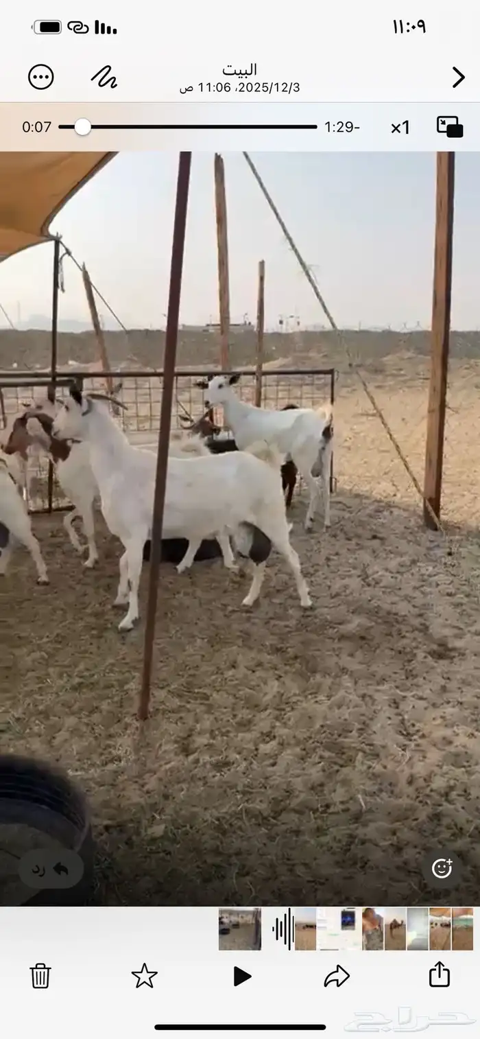 معزا بيشيات 9