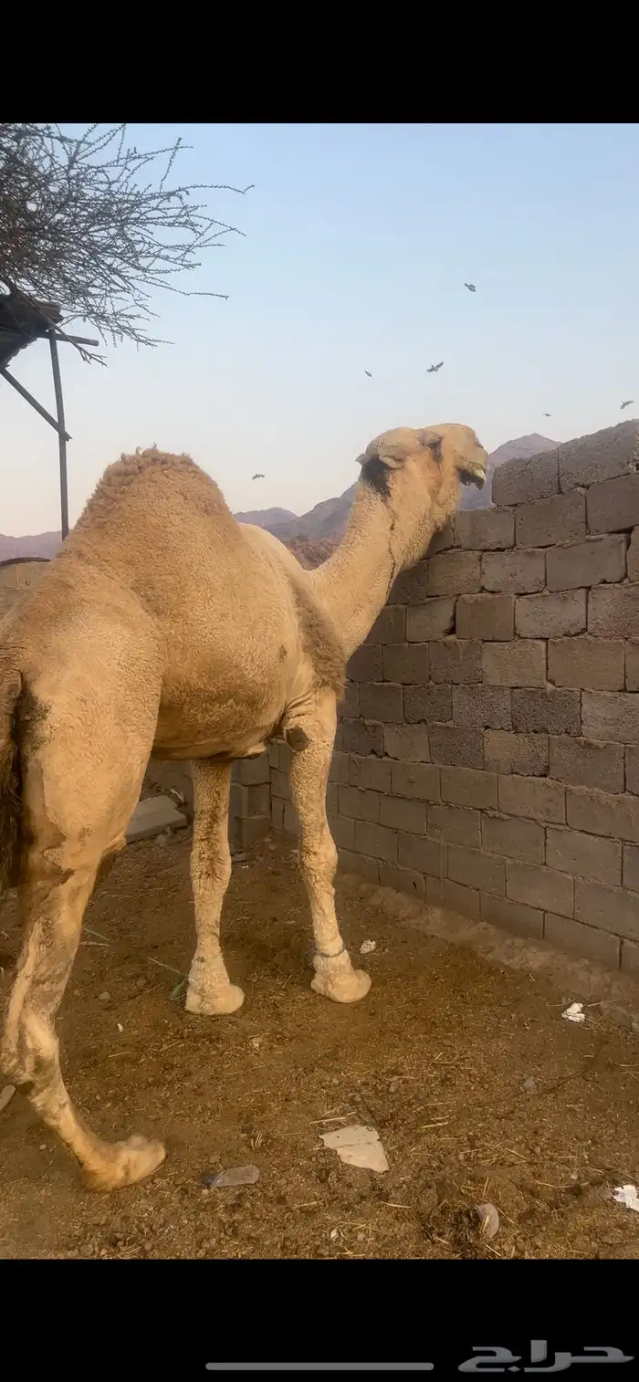 بعير كفوو ومنتج 0