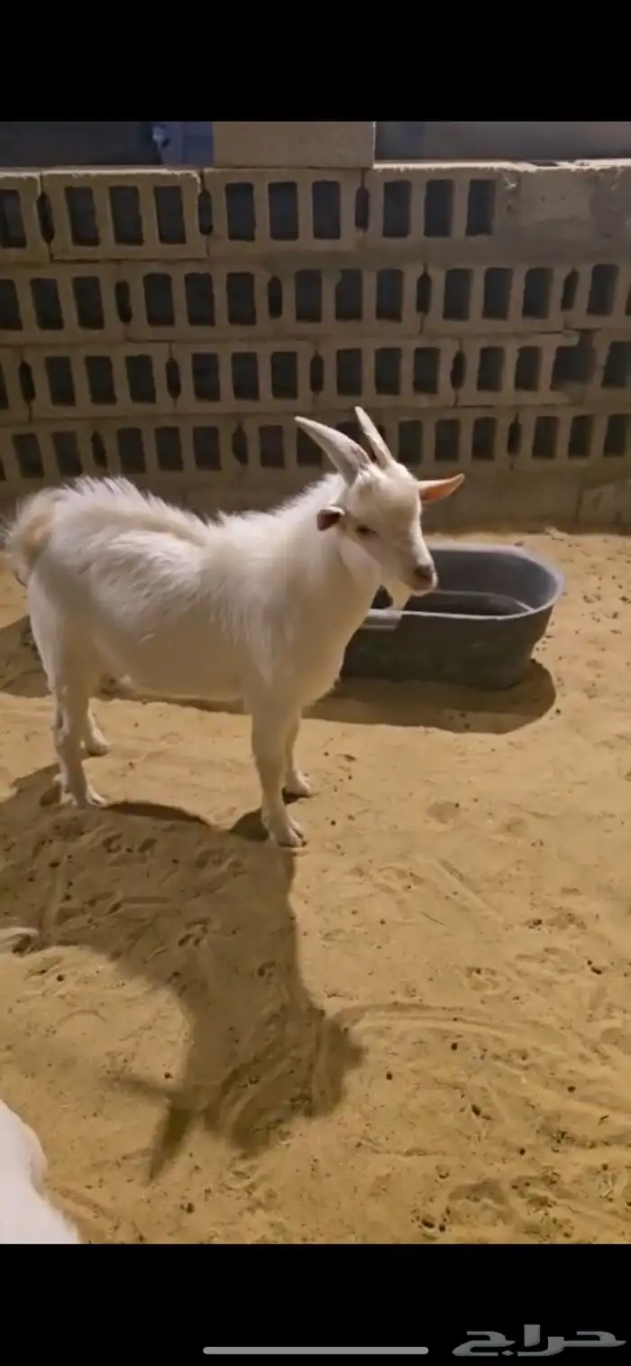 تيس قزمي اليف 4