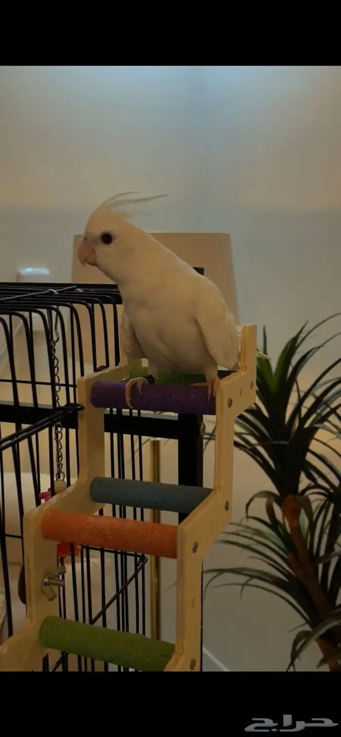 كروان بصمه اليف جدا 2