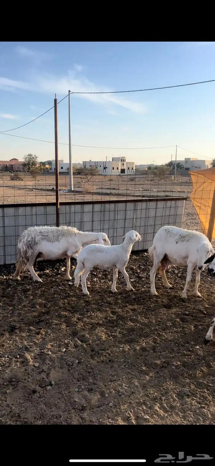 3ضان تحتها 3 بهم 3