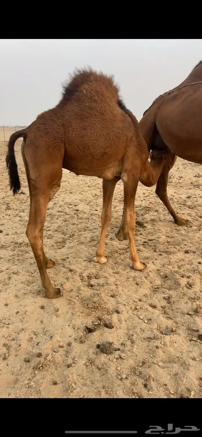 قعود شحم على حليب امه 1