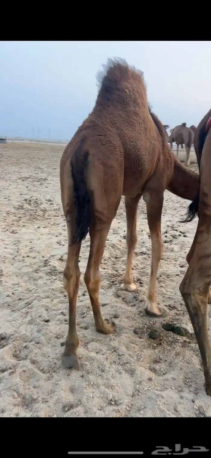 قعود شحم على حليب امه 2