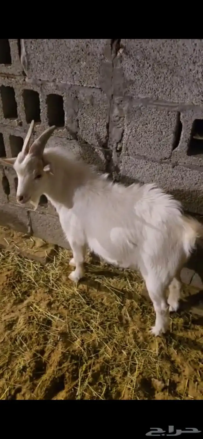 تيس قزمي اليف 0