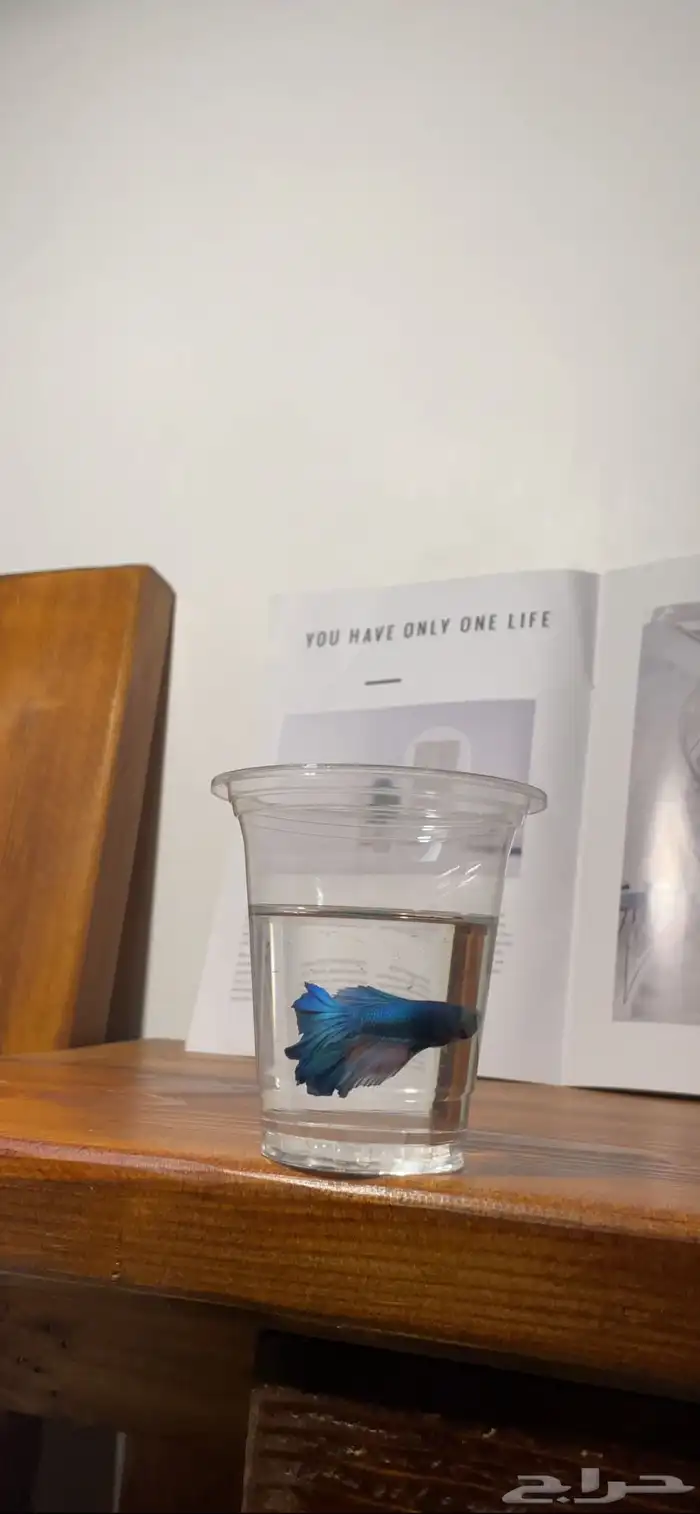 سمك فايتر 10