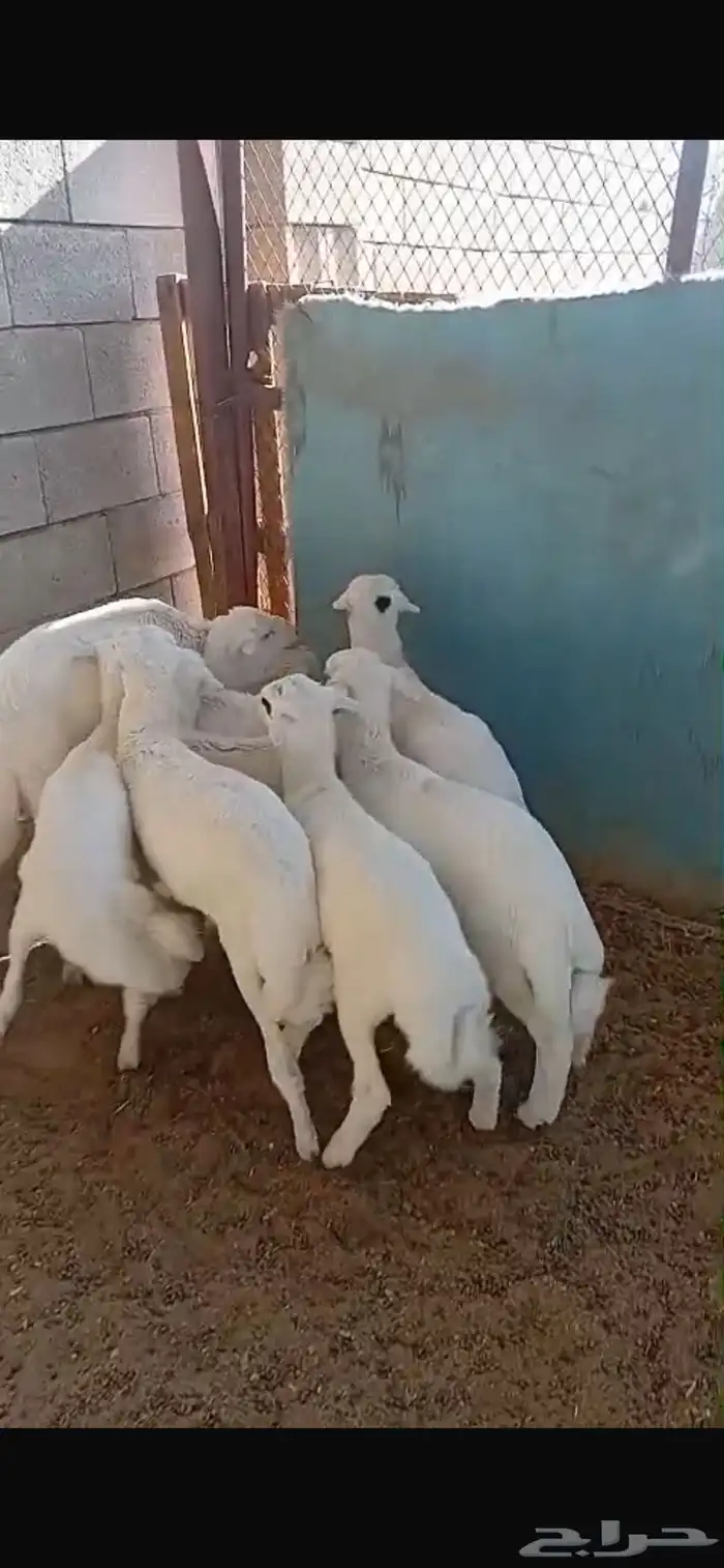 بهم طليان تربية للبيع 4