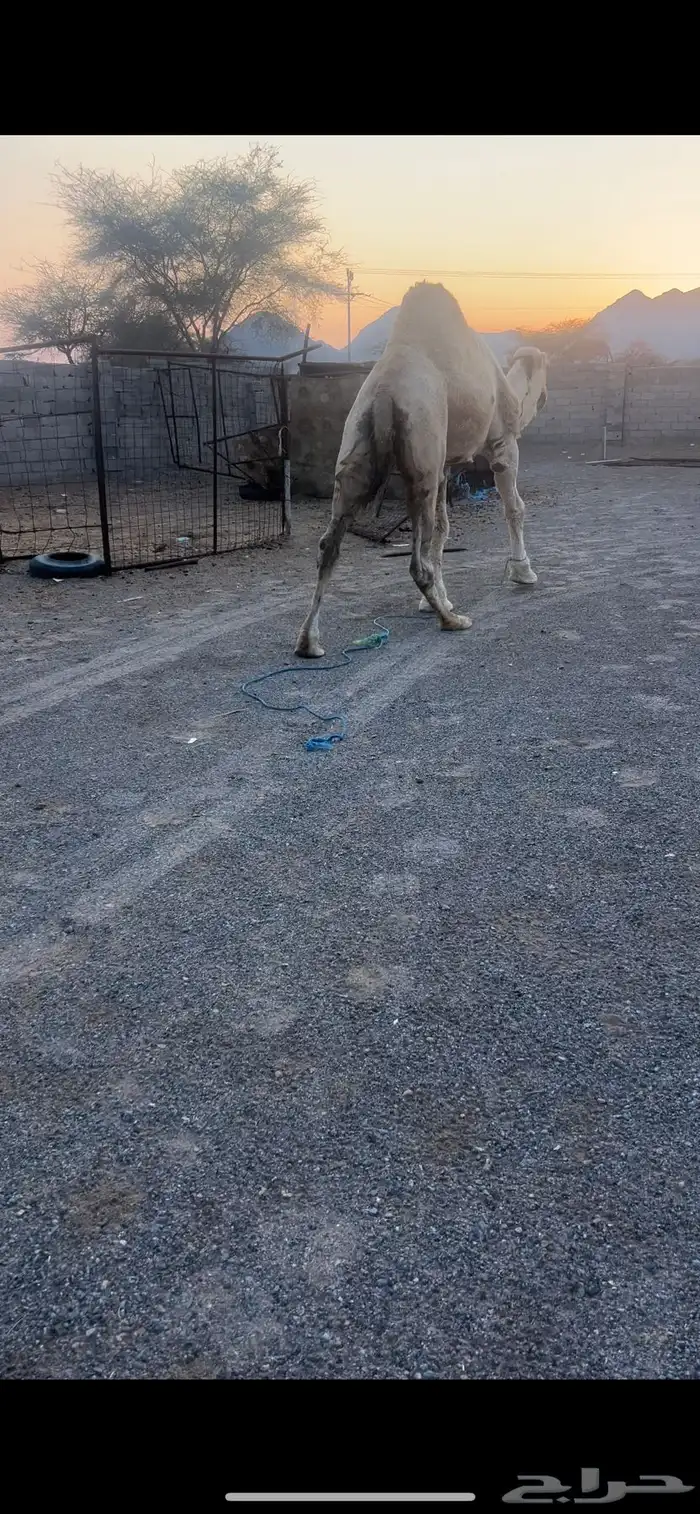 بعير كفوو ومنتج 2