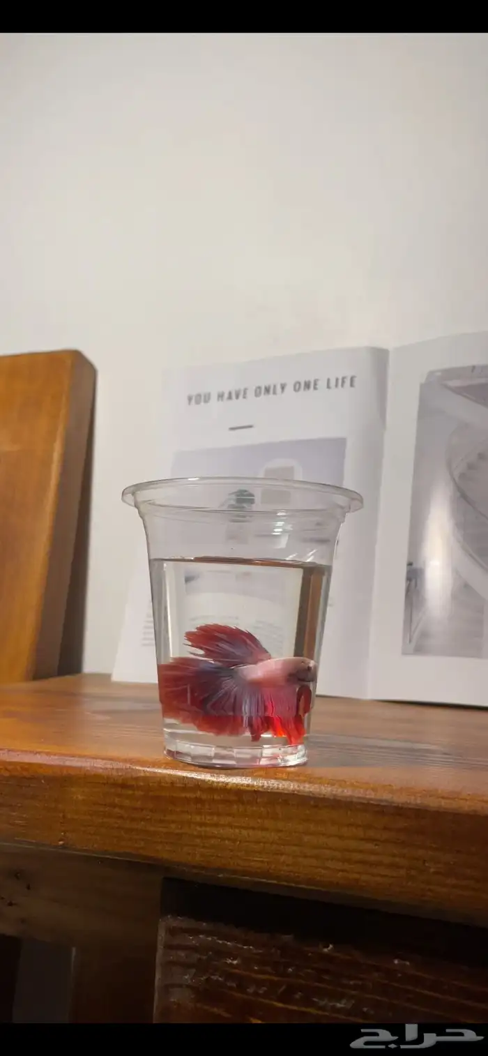 سمك فايتر 11