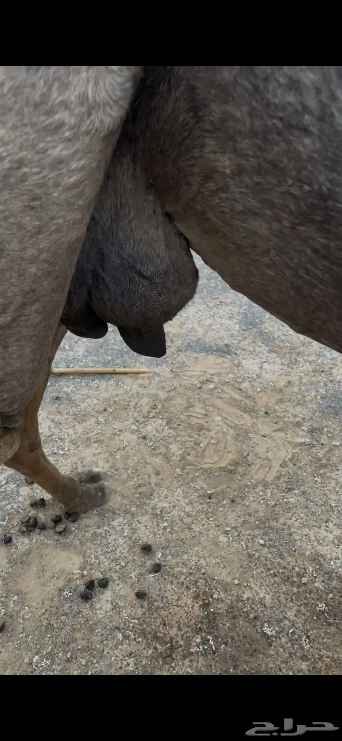 ناقه خلفه للبيع 2