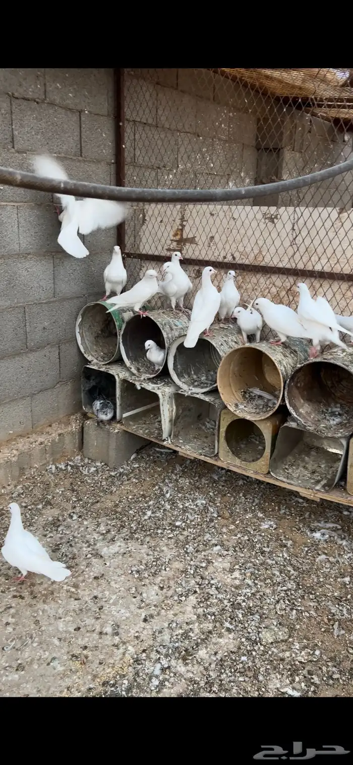 حمام فرنسي طبات 0