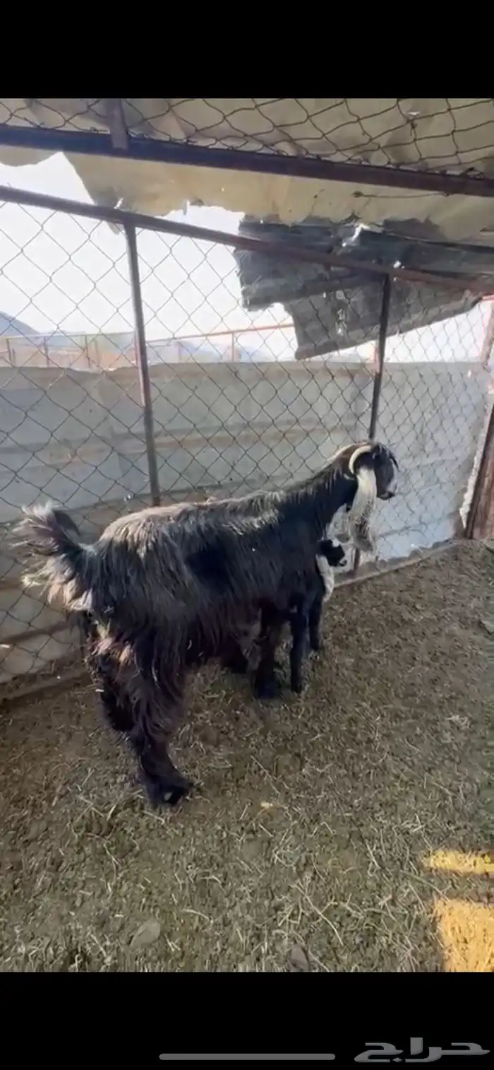 عنز عارضيه والد 0