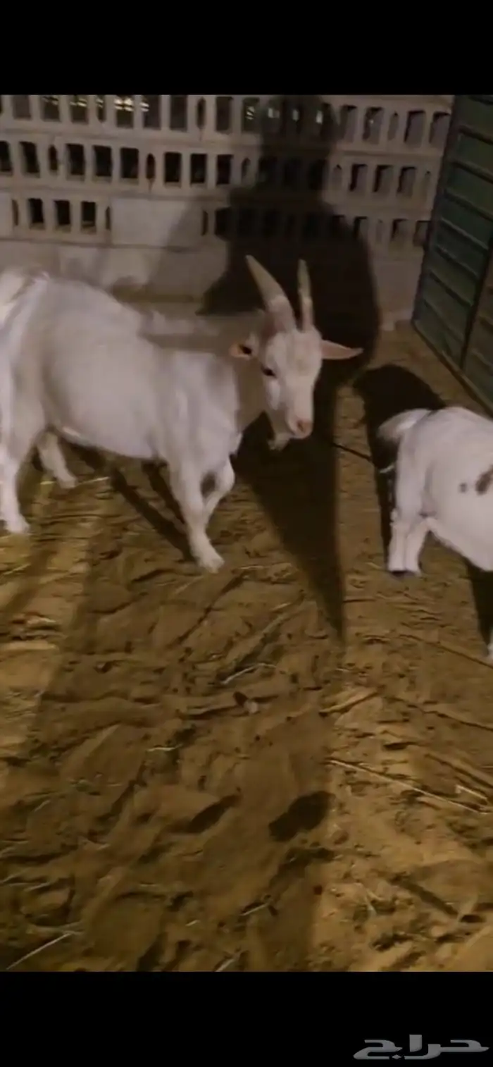 تيس قزمي اليف 1