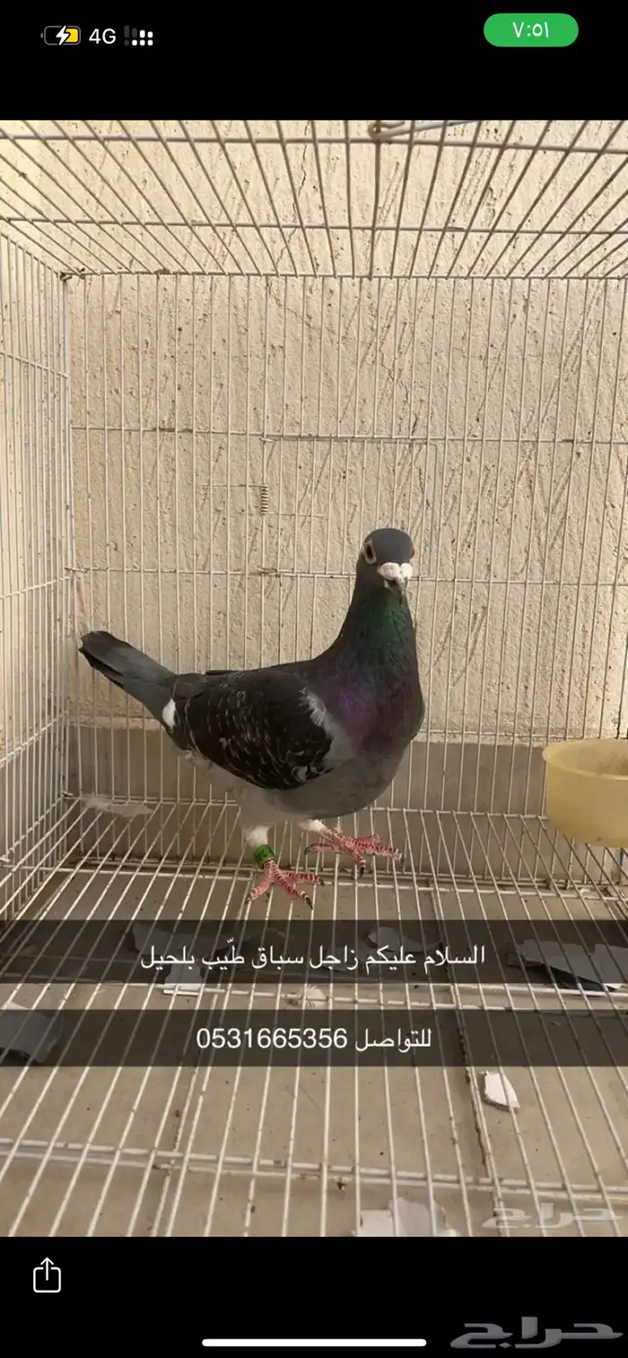 حمام زاجل سباق ذكر طيب بلحيل 0