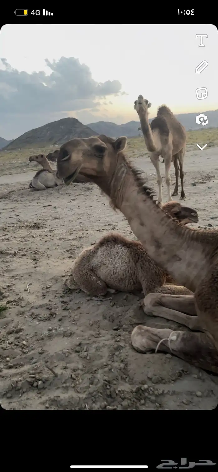 قعود اصفر رماني كفوو 7