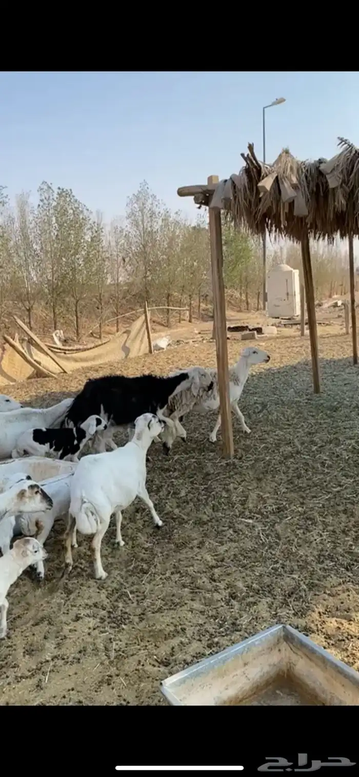 للبيع شياه متابيع كفووو ( تم البيع ) 0