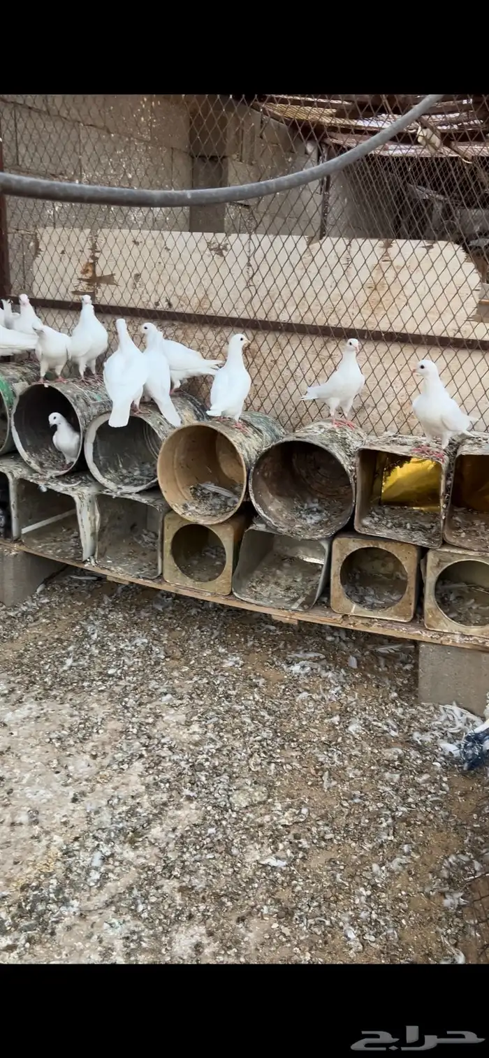 حمام فرنسي طبات 1