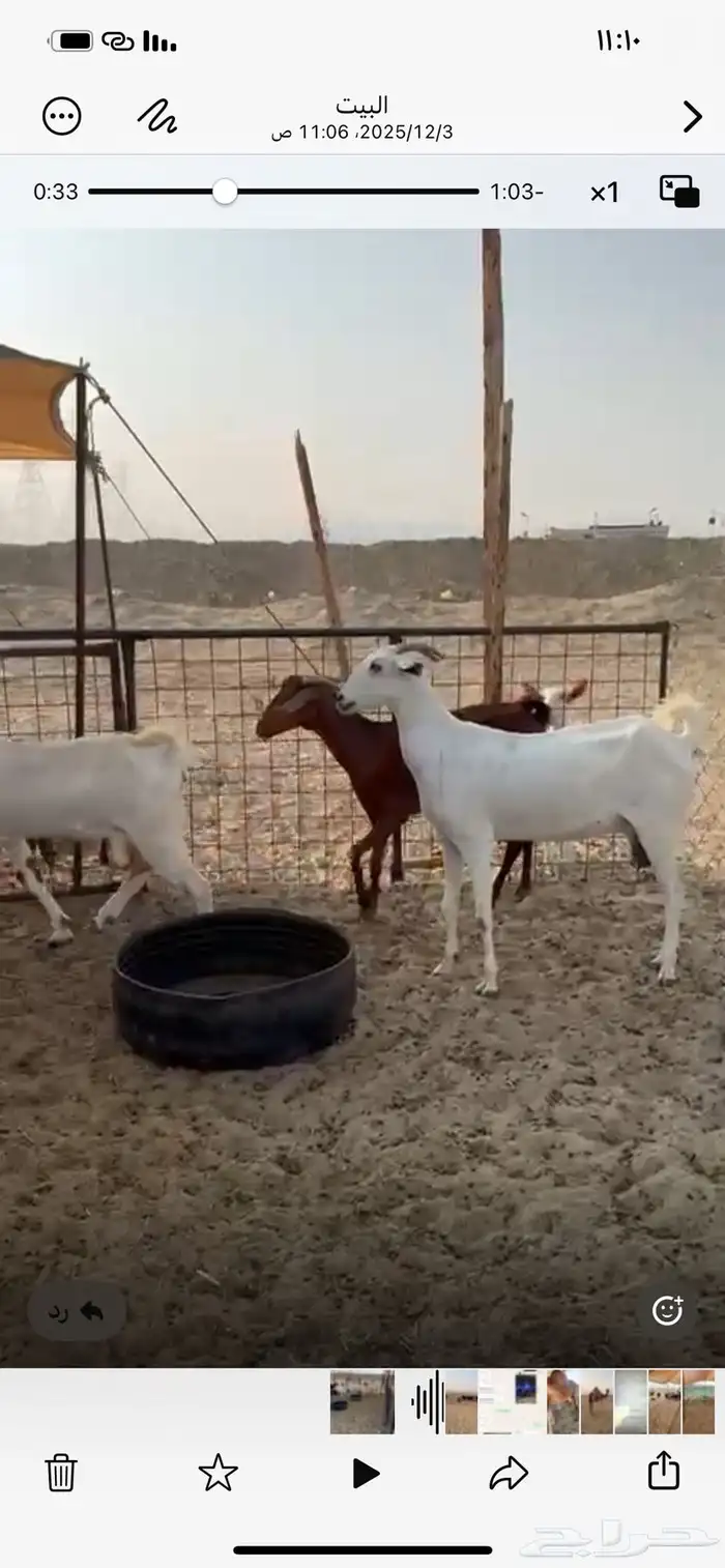 معزا بيشيات 5